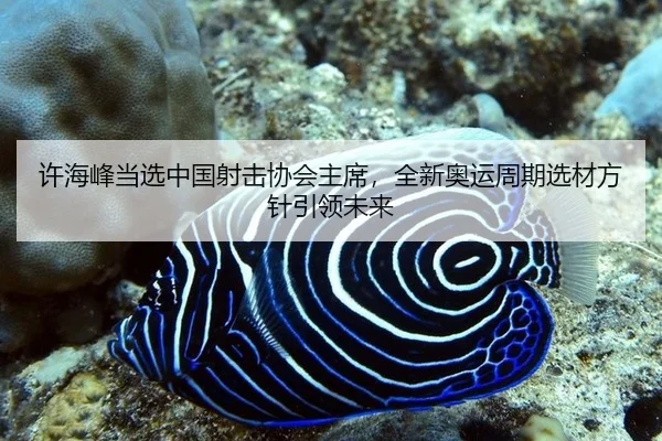 许海峰当选中国射击协会主席，全新奥运周期选材方针引领未来